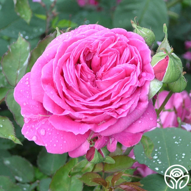 Mme Isaac Pereire 4 Mme Isaac Pereire - Image 4