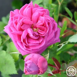 Mme Isaac Pereire 12 Mme Isaac Pereire -Precisiom Store mme isaac pereire 5