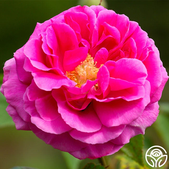 Mme Isaac Pereire 7 Mme Isaac Pereire - Image 7