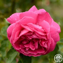 Mme Isaac Pereire 11 Mme Isaac Pereire -Precisiom Store mme isaac pereire 8 1