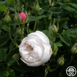 Mme Plantier -Precisiom Store mme plantier 3 1