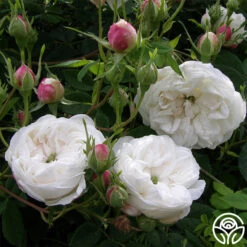 Mme Plantier -Precisiom Store mme plantier 4 5