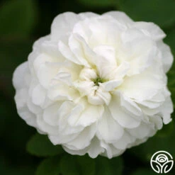 Mme Plantier -Precisiom Store mme plantier 8 5