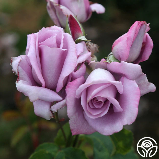 Mme Violet 2 Mme Violet - Image 2