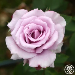 Mme Violet 7 Mme Violet -Precisiom Store mme violet 3 7