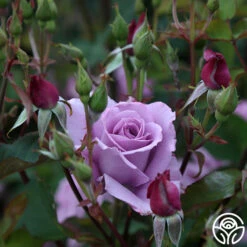 Mme Violet 9 Mme Violet -Precisiom Store mme violet 4 1