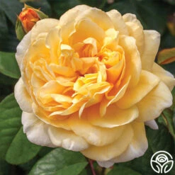 Moonlight Romantica® -Precisiom Store moonlight romantica 2 1