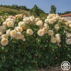 Moonlight Romantica® -Precisiom Store moonlight romantica 3 1