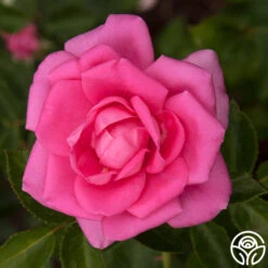 Morning Jewel® 21 Morning Jewel® -Precisiom Store morning jewel 13