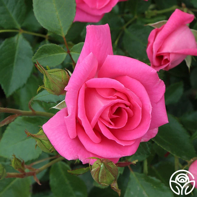 Morning Jewel® 10 Morning Jewel® - Image 10