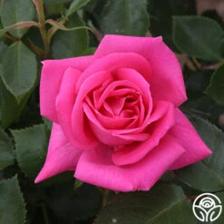 Morning Jewel® 19 Morning Jewel® -Precisiom Store morning jewel 17