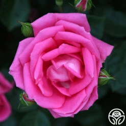 Morning Jewel® 16 Morning Jewel® -Precisiom Store morning jewel 19