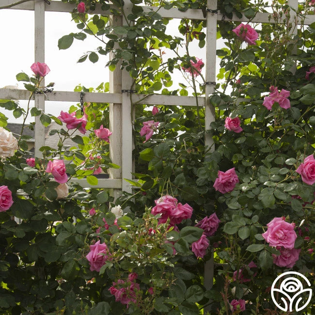 Morning Jewel® 2 Morning Jewel® - Image 2