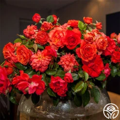 Nelson Mandela -Precisiom Store nelson mandela 2 1