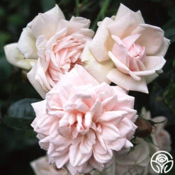 New Dawn™ -Precisiom Store new dawn 2 1