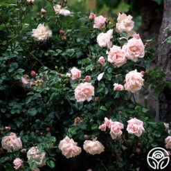 New Dawn™ -Precisiom Store new dawn 6 1