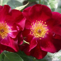 Night Owl™ -Precisiom Store night owl logo 02