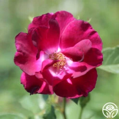 Night Owl™ -Precisiom Store night owl logo 04