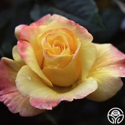 Night Light® -Precisiom Store nightlight logo 01