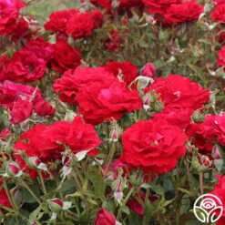 Oh My!™ -Precisiom Store oh my 3 1