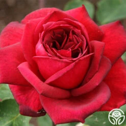 Oklahoma 16 Oklahoma -Precisiom Store oklahoma 2 1