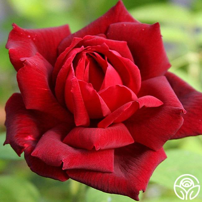 Oklahoma 5 Oklahoma - Image 5