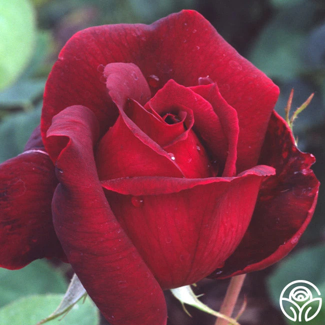 Oklahoma 9 Oklahoma - Image 9