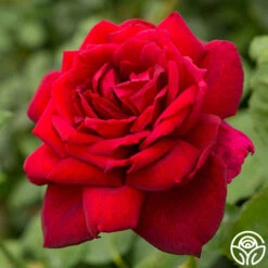 Oklahoma 12 Oklahoma -Precisiom Store oklahoma 6