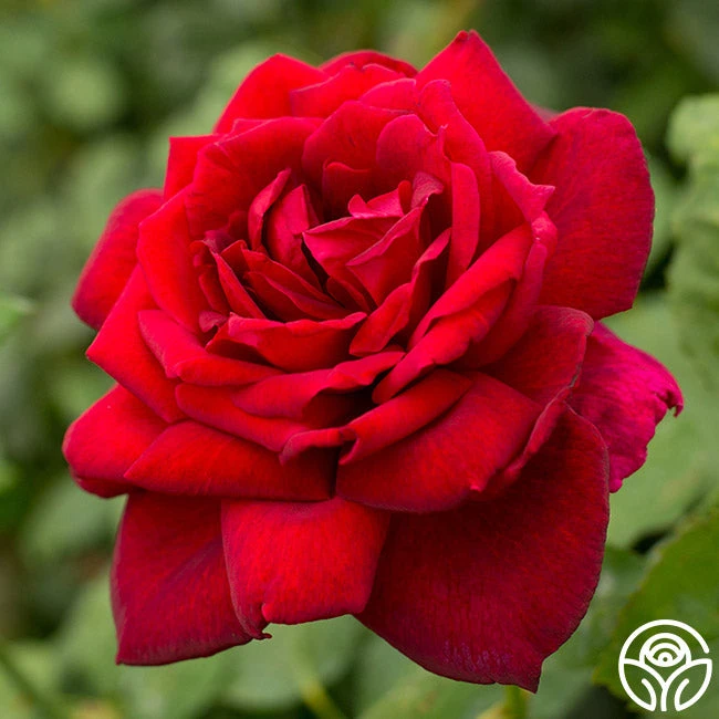 Oklahoma 3 Oklahoma - Image 3