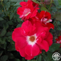 Old Master -Precisiom Store old master 2 1