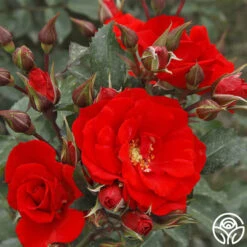 Arborose® Orange Flare™