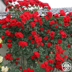 Arborose® Orange Flare™ -Precisiom Store orange flare logo 03