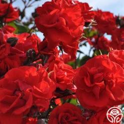 Arborose® Orange Flare™ -Precisiom Store orange flare logo 04