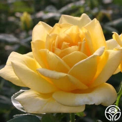 New Release -Precisiom Store oregold 1 7