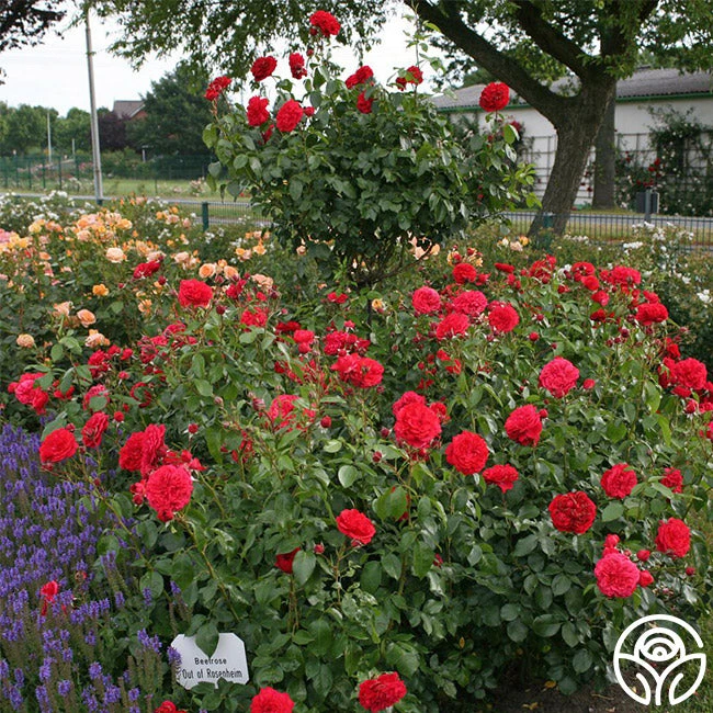 Out Of Rosenheim™ 7 Out Of Rosenheim™ - Image 7