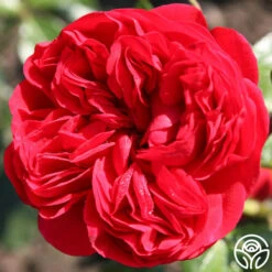 Out Of Rosenheim™ 17 Out Of Rosenheim™ -Precisiom Store out of rosenheim 7