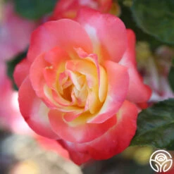 Painted Moon 16 Painted Moon -Precisiom Store painted moon 11