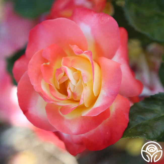 Painted Moon 8 Painted Moon - Image 8