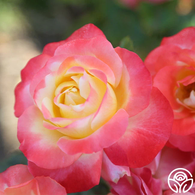 Painted Moon 1 Painted Moon