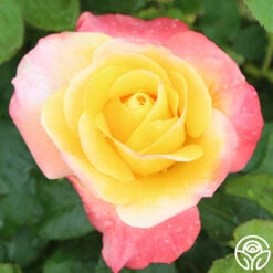 Painted Moon 12 Painted Moon -Precisiom Store painted moon 1 8