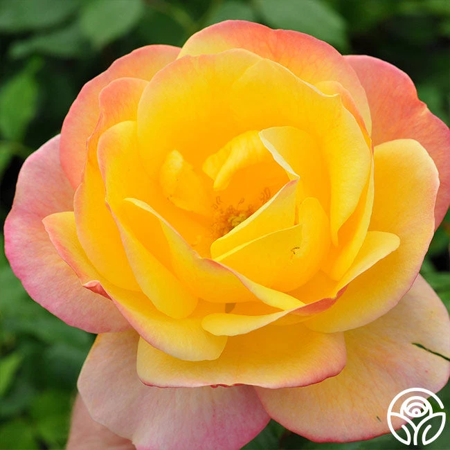 Painted Moon 7 Painted Moon - Image 7