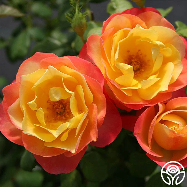 Painted Moon 5 Painted Moon - Image 5