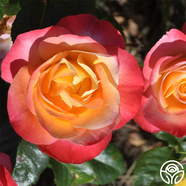 Painted Moon 2 Painted Moon - Image 2