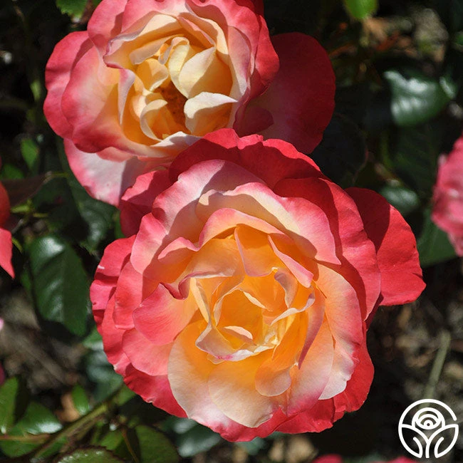 Painted Moon 6 Painted Moon - Image 6