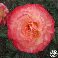 Painted Moon 11 Painted Moon -Precisiom Store painted moon 7