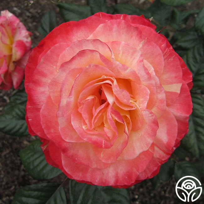 Painted Moon 3 Painted Moon - Image 3