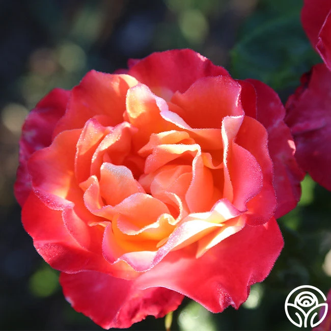 Painted Moon 9 Painted Moon - Image 9