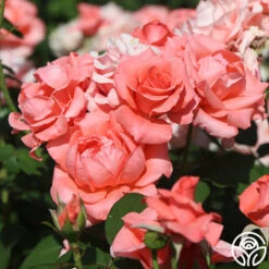 Paris De Yves St. Laurent ™ -Precisiom Store paris de yves st. laurent 11