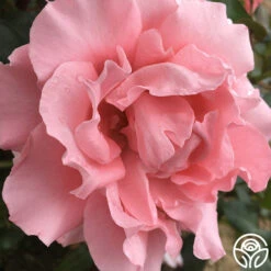 Paris De Yves St. Laurent ™ -Precisiom Store paris de yves st. laurent 3