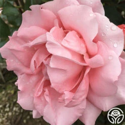 Paris De Yves St. Laurent ™ -Precisiom Store paris de yves st. laurent 4